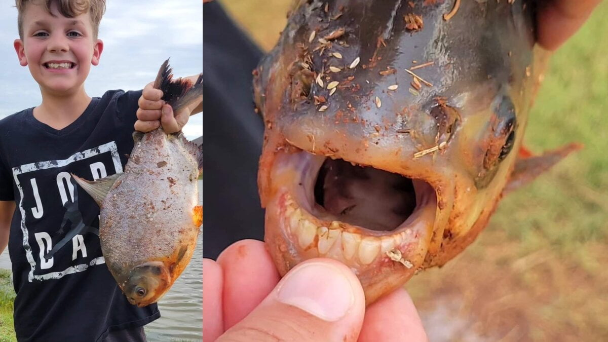 دندان‌های انسان در دهان ماهی شگفتی‌ساز شد/ عکس